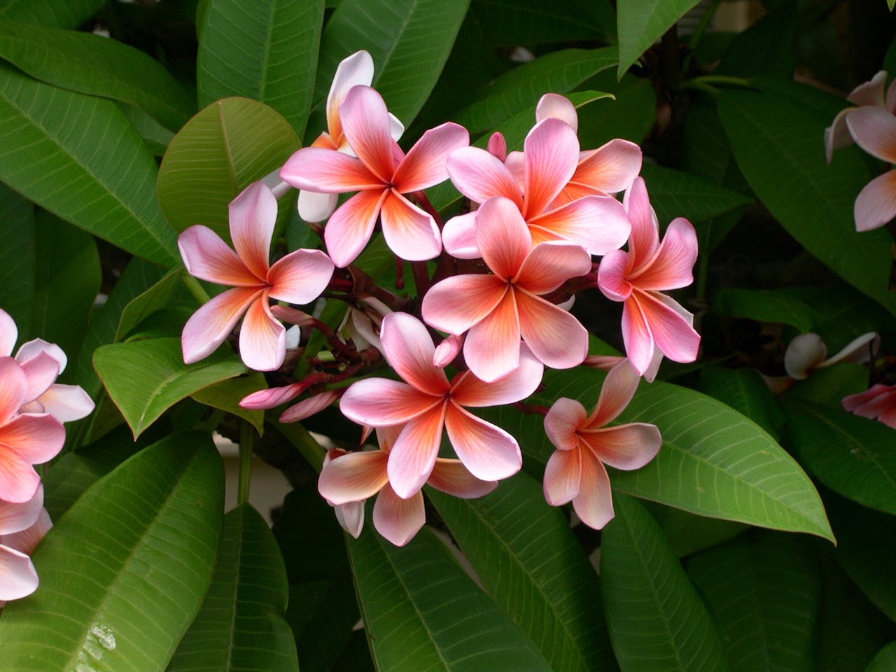 plumeria-flower-frangipani-plant-63609-63609.jpg